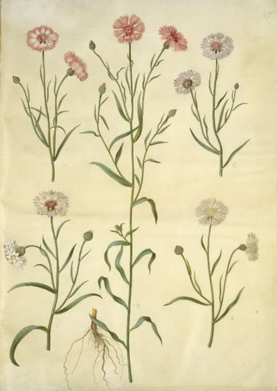 Centaurea cyanus (korenbloem) door Hans Simon Holtzbecker