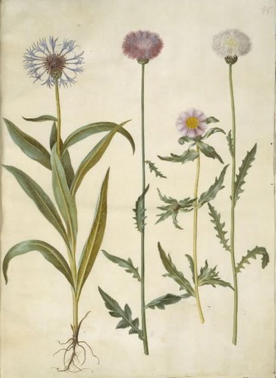Centaurea montana (bergkorenbloem); Amberboa moschata (muskusdistel) door Hans Simon Holtzbecker
