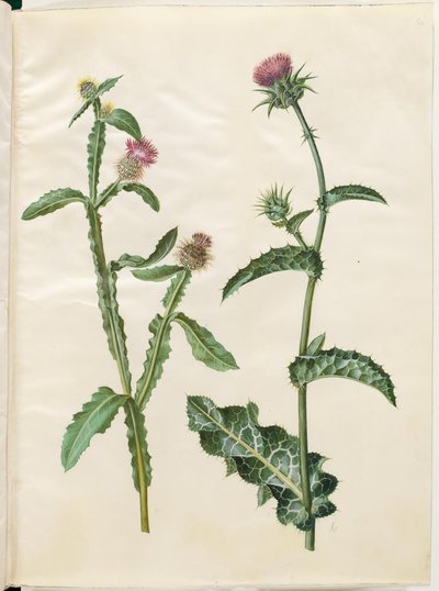 Centaurea seridis; Silybum marianum (gewone mariadistel) door Hans Simon Holtzbecker