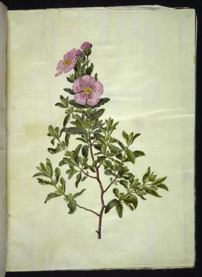 Cistus creticus door Hans Simon Holtzbecker