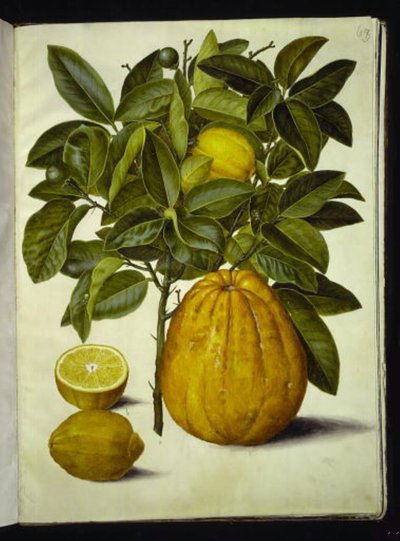 Citrus limon (gewone citroen); Citrus maxima (pompelmoes) door Hans Simon Holtzbecker