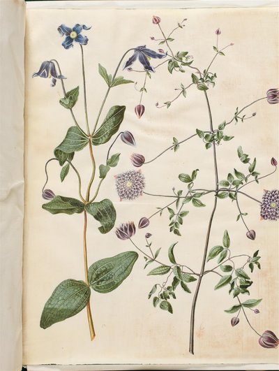 Clematis integrifolia (blauwe vaste plant clematis); Clematis viticella (Italiaanse bosrank) door Hans Simon Holtzbecker