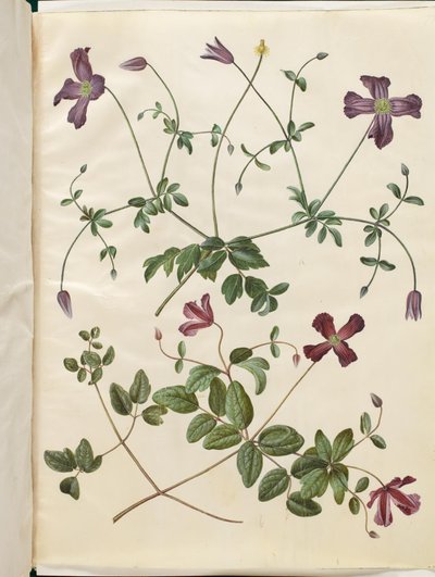 Clematis viticella (Italiaanse bosrank) door Hans Simon Holtzbecker