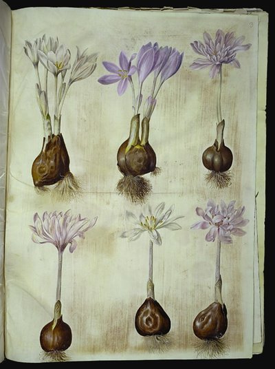 Colchicum autumnale (herfsttijloos) door Hans Simon Holtzbecker