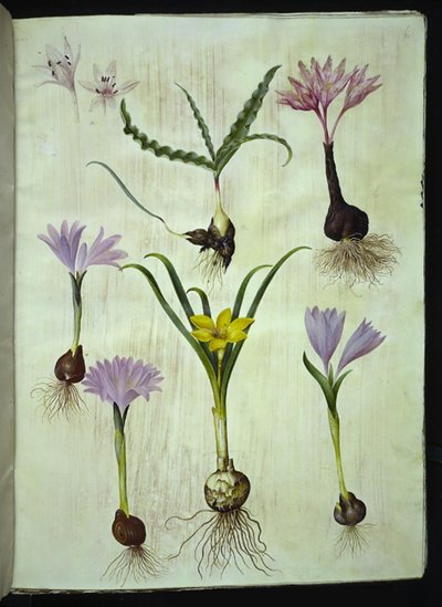 Colchicum variegatum (gevlekte herfsttijloos); Bulbocodium vernum (voorjaarsbloem); Sternbergia lutea (gewone sternbergia) door Hans Simon Holtzbecker