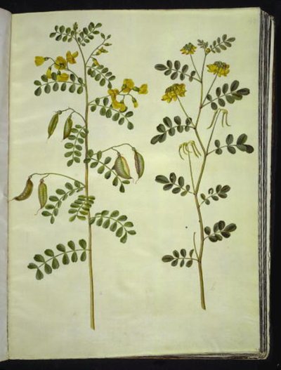 Colutea arborescens (gewone blazenstruik); Hippocrepis emerus (struikpaardenhoef) door Hans Simon Holtzbecker
