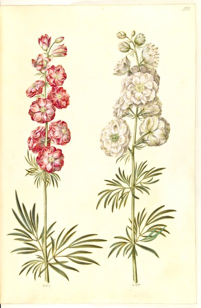 Consolida ajacis (tuinridderspoor) door Hans Simon Holtzbecker