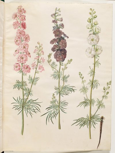 Consolida ajacis (tuinridderspoor) door Hans Simon Holtzbecker