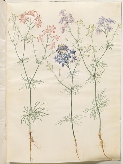 Consolida regalis (koren-ridderspoor) door Hans Simon Holtzbecker