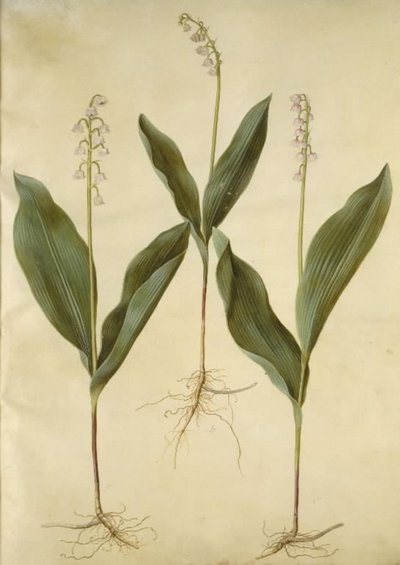 Lelietje-van-dalen (Convallaria majalis); Lelietje-van-dalen (variëteit van lelietje-van-dalen) door Hans Simon Holtzbecker