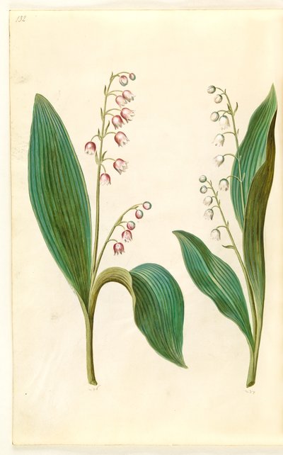Convallaria majalis rosea (roze lelietje-van-dalen); Convallaria majalis (lelietje-van-dalen) door Hans Simon Holtzbecker