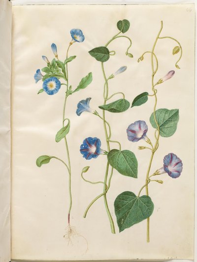 Convolvulus tricolor (driekleurige winde); Ipomoea purpurea (paarse winde) door Hans Simon Holtzbecker