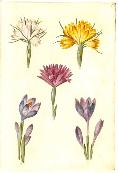 Crocus vernus (voorjaarskrokus); Crocus angustifolius (Balkan-krokus); Bulbocodium vernum (?) (voorjaarsbloem) door Hans Simon Holtzbecker