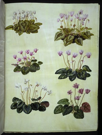 Cyclamen hederifolium; Cyclamen purpurascens door Hans Simon Holtzbecker