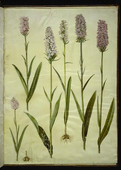 Dactylorhiza maculata (gevlekte orchis) door Hans Simon Holtzbecker