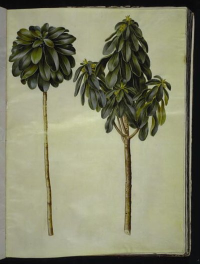Daphne laureola (laurier-daphne) door Hans Simon Holtzbecker