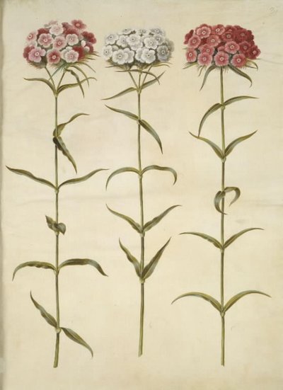Dianthus barbatus (studenten-anjer) door Hans Simon Holtzbecker