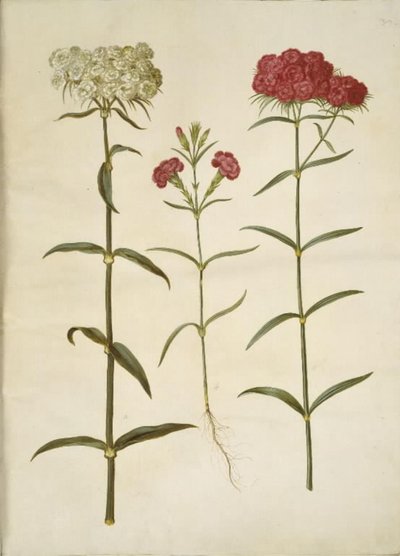 Dianthus barbatus (studenten-anjer); Dianthus (soort anjer) door Hans Simon Holtzbecker