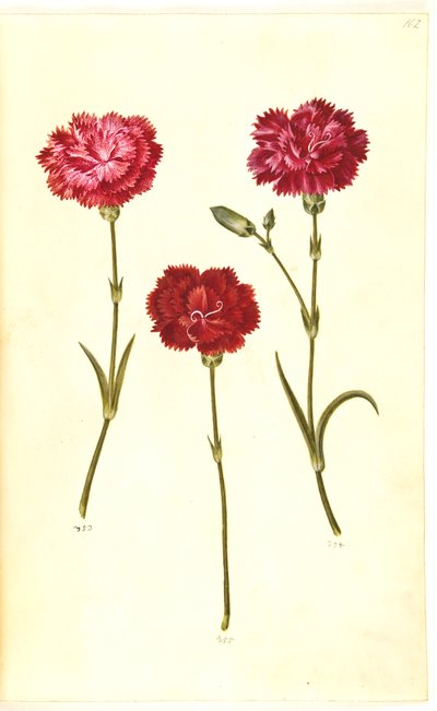 Dianthus caryophyllus (tuinanjer) door Hans Simon Holtzbecker