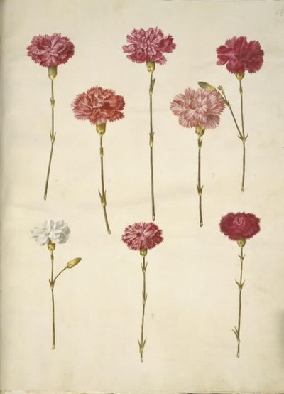 Dianthus caryophyllus (tuinanjer) door Hans Simon Holtzbecker