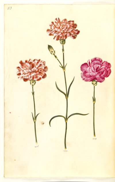 Dianthus caryophyllus (anjer) door Hans Simon Holtzbecker