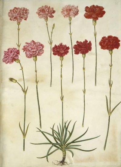 Dianthus caryophyllus (anjer) door Hans Simon Holtzbecker
