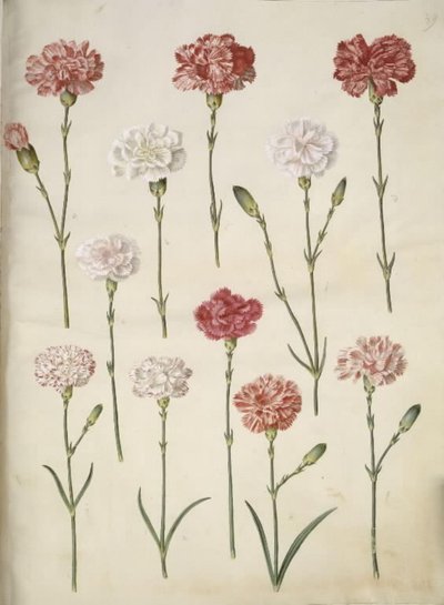 Dianthus caryophyllus (anjer) door Hans Simon Holtzbecker