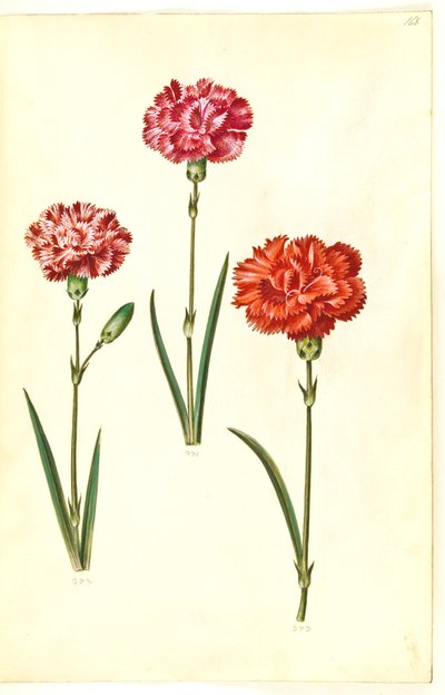Dianthus caryophyllus (tuinanjer) door Hans Simon Holtzbecker