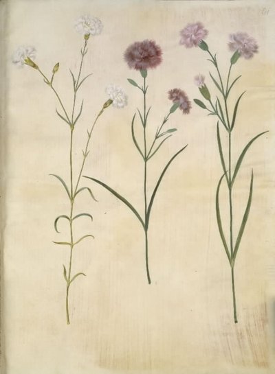 Dianthus plumarius (vedernelk) door Hans Simon Holtzbecker
