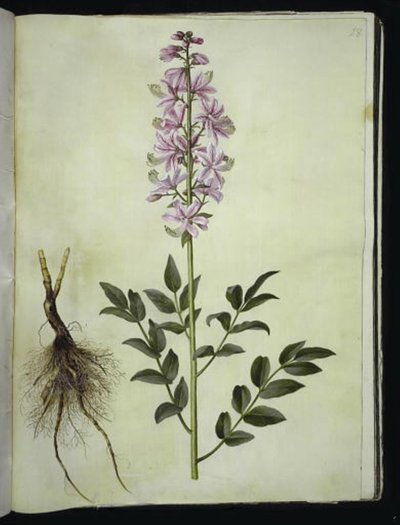 Dictamnus albus (witte dictamnus) door Hans Simon Holtzbecker