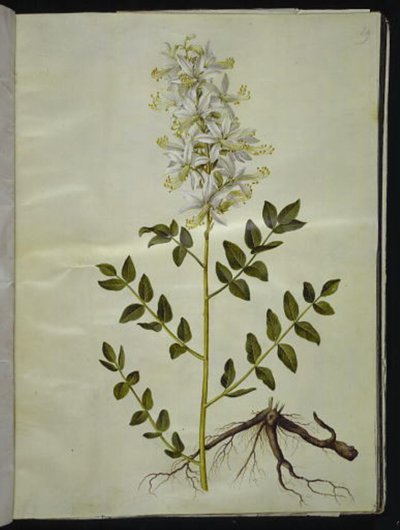 Dictamnus albus (witte dictam) door Hans Simon Holtzbecker