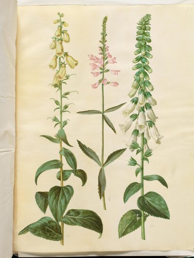 Digitalis grandiflora (grootbloemige vingerhoedskruid); Physostegia virginiana (draaiende bloem); Digitalis purpurea (gewone vingerhoedskruid) door Hans Simon Holtzbecker