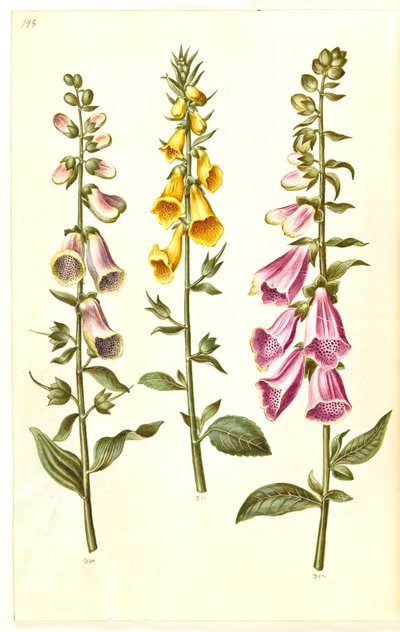 Digitalis purpurea (gewone vingerhoedskruid); Digitalis grandiflora (grootbloemige vingerhoedskruid) door Hans Simon Holtzbecker