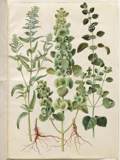 Dracocephalum moldavica (Moldavische drakenkop); Moluccella spinosa (stekelige kelk); Melissa officinalis (citroenmelisse) door Hans Simon Holtzbecker