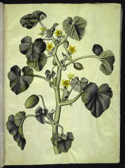 Ecballium elaterium (ezelkomkommer) door Hans Simon Holtzbecker