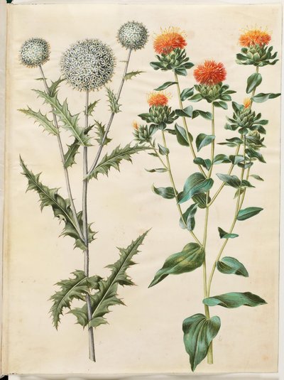 Echinops sphaerocephalus (gewone kogeldistel); Carthamus tinctorius (gele saffloer) door Hans Simon Holtzbecker