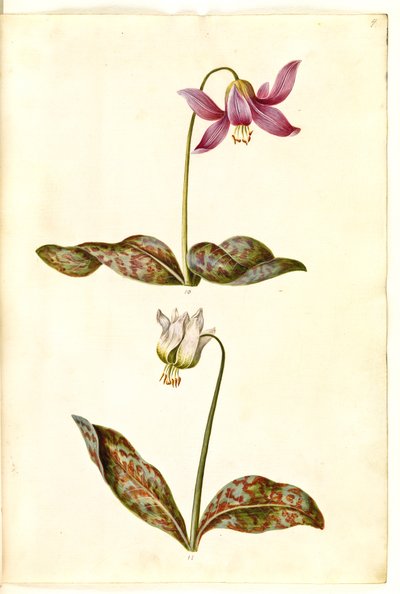 Erythronium dens-canis (echte hondstand) door Hans Simon Holtzbecker