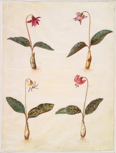 Erythronium dens-canis (echte hondentand) door Hans Simon Holtzbecker