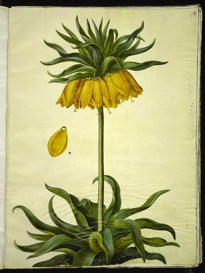 Fritillaria imperialis (keizerskroon) door Hans Simon Holtzbecker