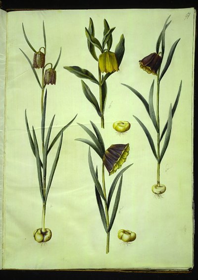 Fritillaria meleagris (gewone kievitsbloem); Fritillaria aurea of Fritillaria tubiformis & moggridgei (kievitsbloem); Fritillaria montana door Hans Simon Holtzbecker