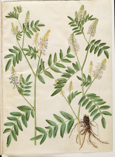 Galega officinalis (medicinale streepbel) door Hans Simon Holtzbecker