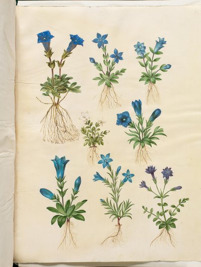 Gentiana acaulis (stengelloze gentiaan); Gentiana verna (voorjaarsgentiaan); Gentiana acaulis (stengelloze gentiaan); Gentiana (soort gentiaan) door Hans Simon Holtzbecker