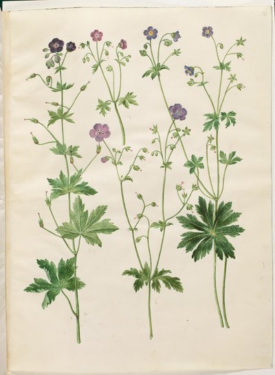 Geranium phaeum (golvende ooievaarsbek); Geranium sylvaticum (bos-ooievaarsbek) door Hans Simon Holtzbecker