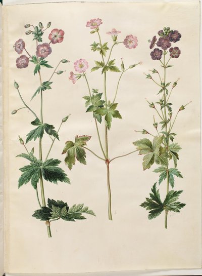 Geranium phaeum (golvende ooievaarsbek); Geranium versicolor (net-ooievaarsbek) door Hans Simon Holtzbecker
