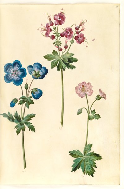 Geranium pratense (weideooievaarsbek); Geranium phaeum (donkere ooievaarsbek); Geranium versicolor (net-ooievaarsbek) door Hans Simon Holtzbecker