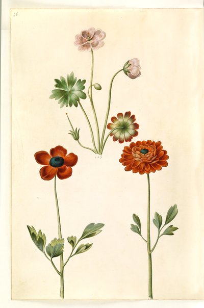 Geranium sanguineum striatum (gestreepte ooievaarsbek); Ranunculus asiaticus (tuinranonkel) door Hans Simon Holtzbecker