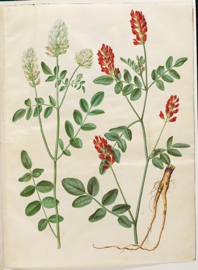 Hedysarum coronarium (rode hanekamklaver) door Hans Simon Holtzbecker