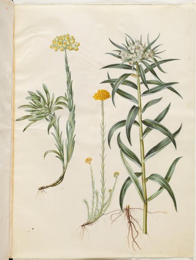 Helichrysum orientale (struik-immortelle); Helichrysum Stoechas (stinkende immortelle); Anaphalis margaritacea (gewone parelmand) door Hans Simon Holtzbecker