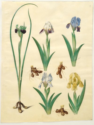 Hermodactylus tuberosus (hermesvinger); Iris pumila (dwergiris) of Iris lutescens (dwergiris) door Hans Simon Holtzbecker