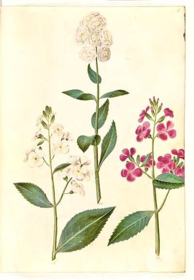 Hesperis matronalis (gewone avondster) door Hans Simon Holtzbecker